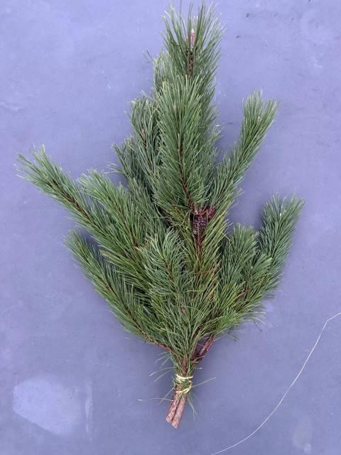 <h4>PINUS MUGO MUGO BS</h4>