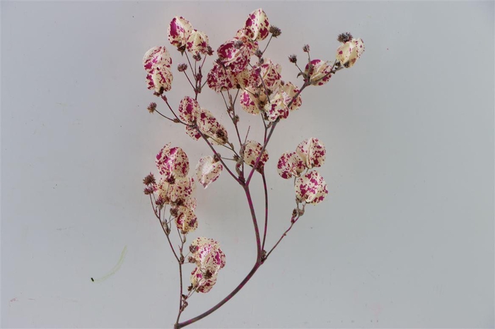 Dried Artz Bougainvillea Rafael Bunch