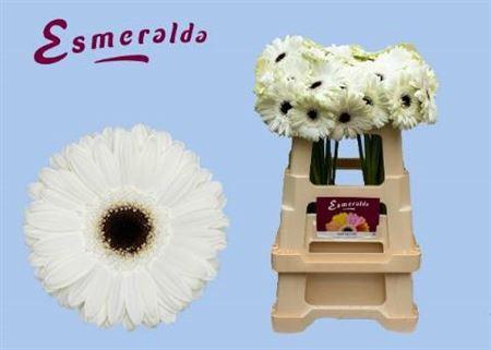 <h4>Ge Gr White House</h4>