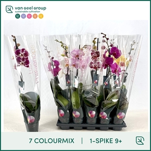 PHAL GEM