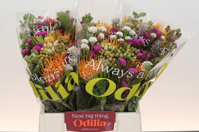 <h4>BQ Kaaps Groen Rivermix</h4>