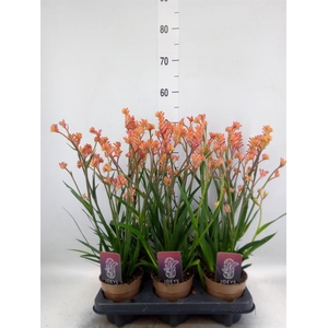 Anigozanthos   ...