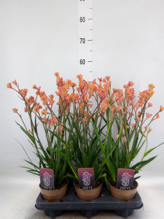 <h4>Anigozanthos   ...</h4>