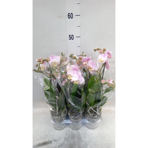 Phalaenopsis multi. 'FC Angel Eyes'