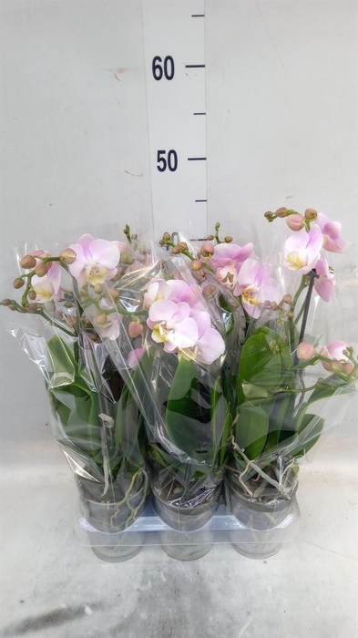 <h4>Phalaenopsis multi. 'FC Angel Eyes'</h4>