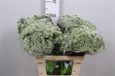 <h4>Ammi Vis Casablanca</h4>