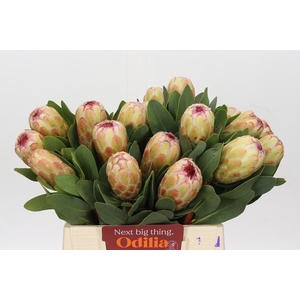 Protea Grandicolor