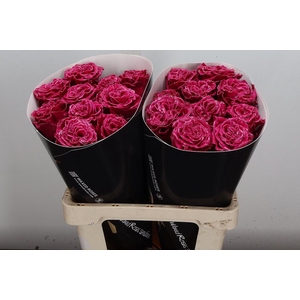 Wax-Rozen Wax Exclusief Cerise