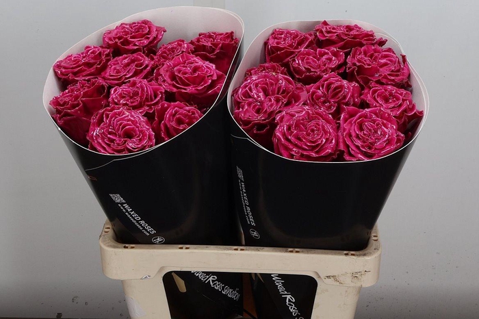 <h4>Wax-Rozen Wax Exclusief Cerise</h4>