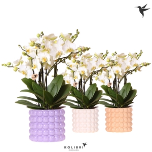 Kolibri Orchids Phalaenopsis Blossom Lausanne 6 spike in Poppy pot mix