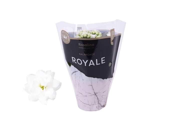 <h4>Kalanchoe blos. 'RosDon Dione'</h4>