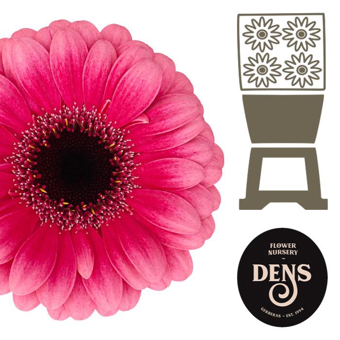 <h4>Germini Amelie Diamond</h4>