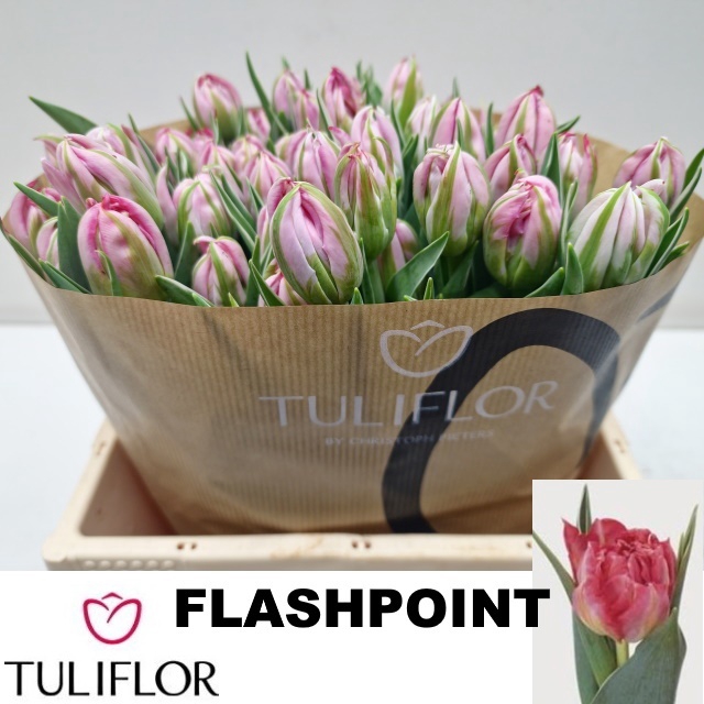 <h4>TU DU FLASH POINT</h4>