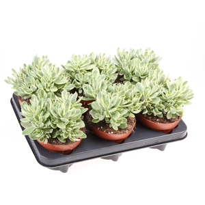 Crassula   ...