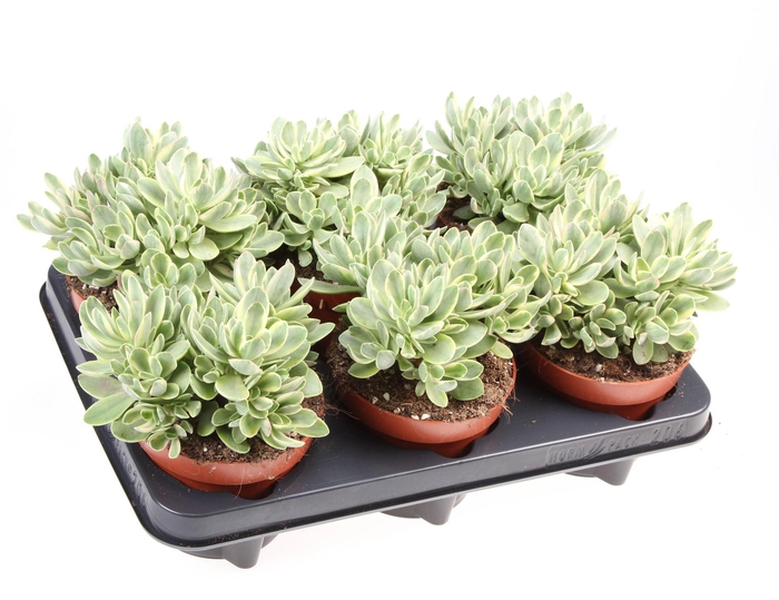 <h4>Crassula   ...</h4>
