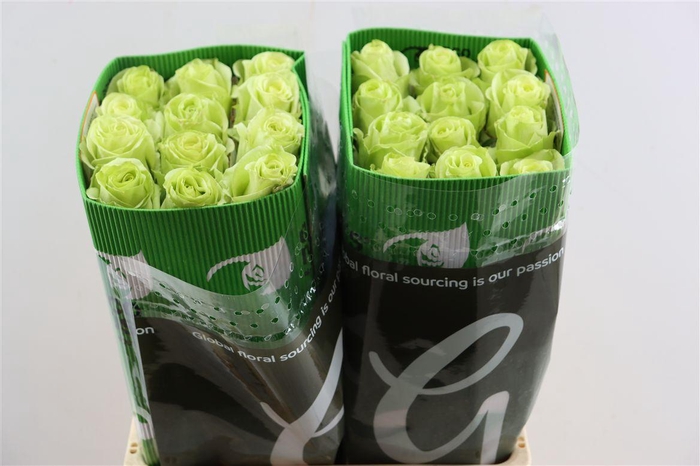 <h4>R Gr Green Romance</h4>