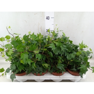 Hedera   ...green leafed