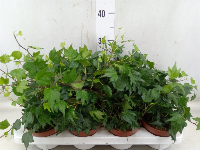 <h4>Hedera   ...green leafed</h4>