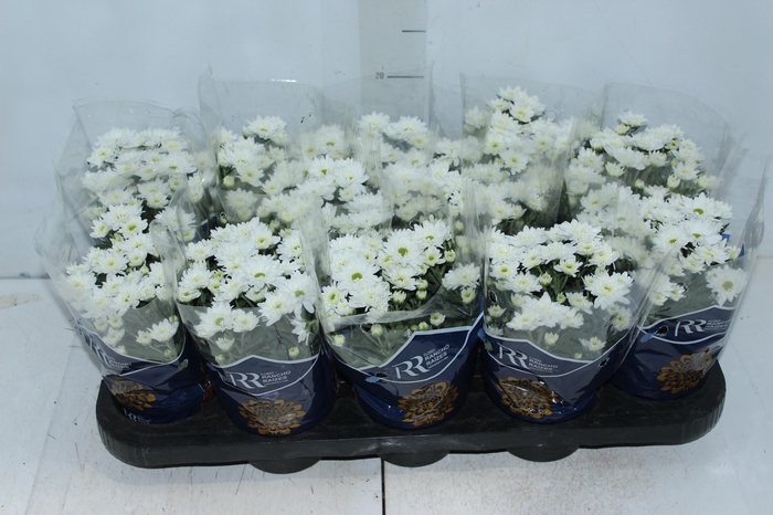 <h4>CRISANTEMO MINI P11 BRANCO</h4>