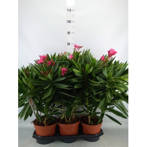 Nerium oleander   ...