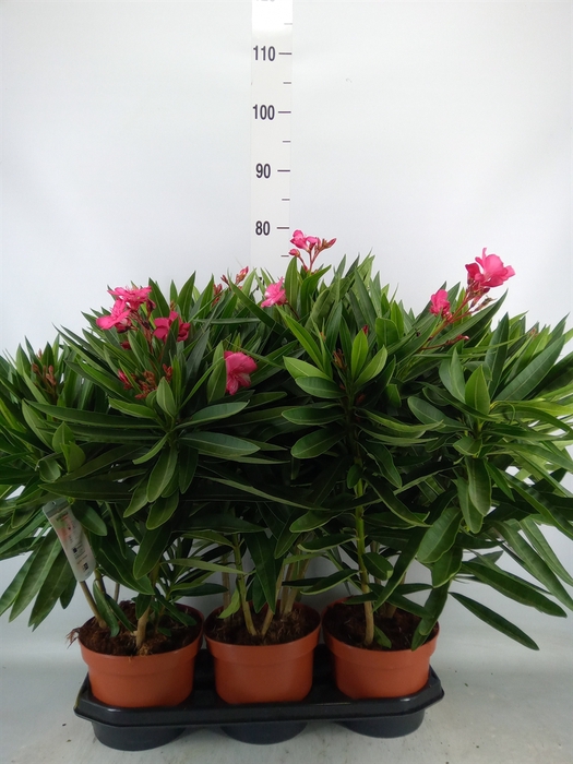 <h4>Nerium oleander   ...</h4>