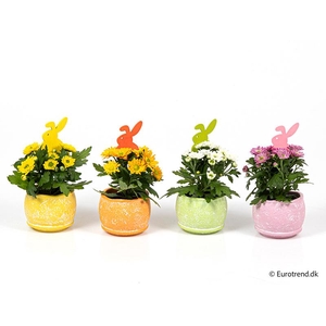 CHRYS.IND.HYBRID MINI