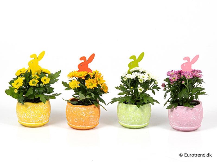 <h4>CHRYS.IND.HYBRID MINI</h4>