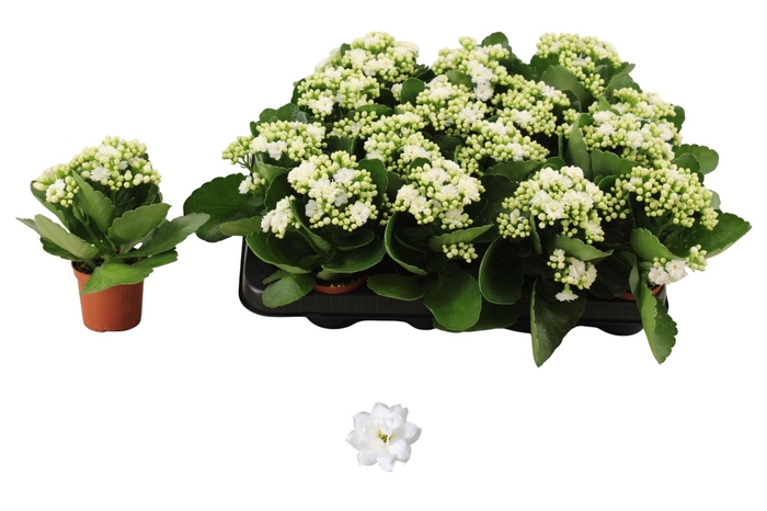 <h4>KAL GE DON DIONE</h4>