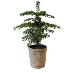 ABIES NORDMANNIANA P15 JUTE