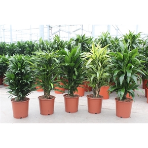 Dracaena fragrans Mixkar 24