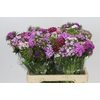 Dianthus Br Rainbow Mix