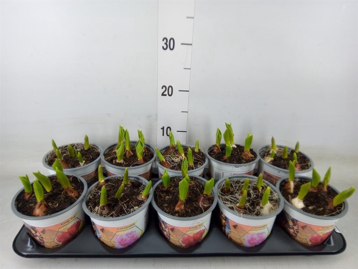 <h4>Tulipa   ...mix 2</h4>