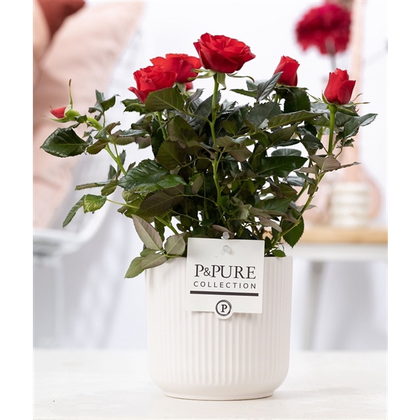 <h4>Rosa red in P&PURE Sophie ceramics white</h4>