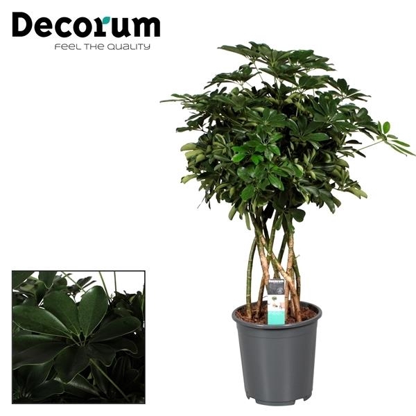 <h4>Schefflera Compacta (Nora) koker (Decorum)</h4>