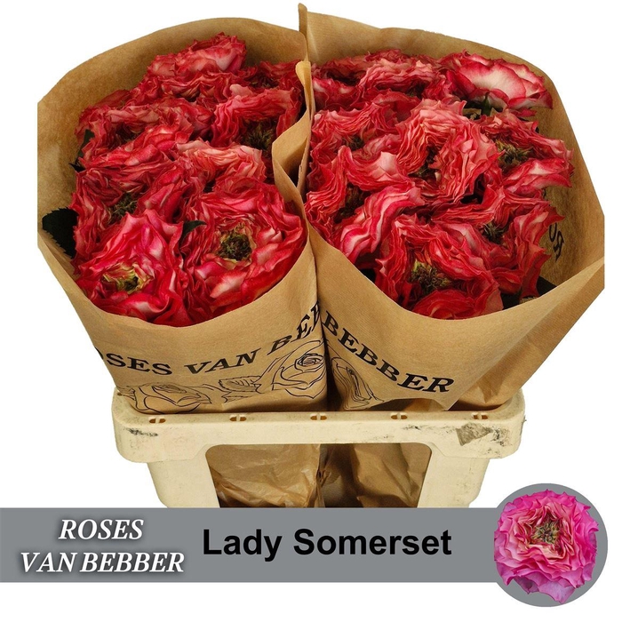<h4>R Bu Lady Somerset</h4>