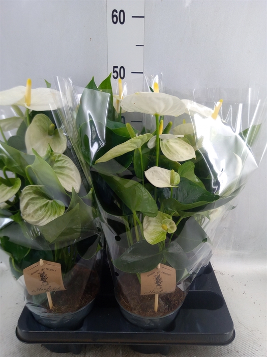 <h4>Anthurium andr. 'Cocos'</h4>