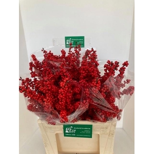 Ilex verticillata red