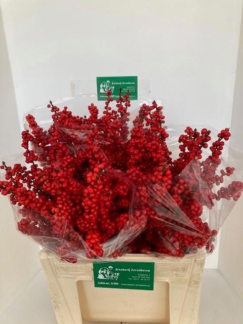 <h4>Ilex verticillata red</h4>