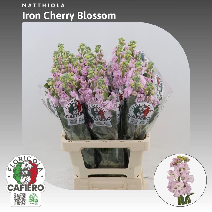 <h4>MATTH IRON CHERRY BL</h4>
