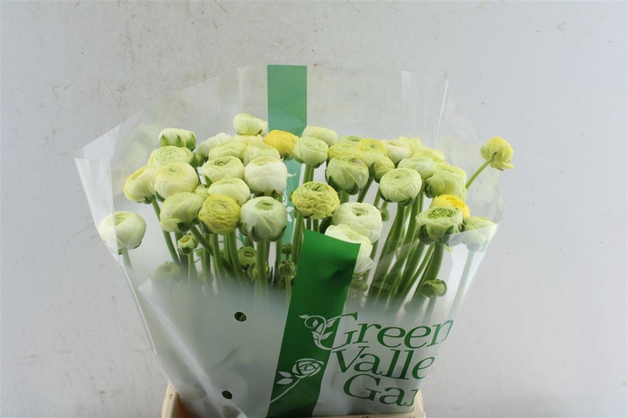 <h4>Ran El Creme</h4>