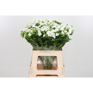 Phlox P Whitecap