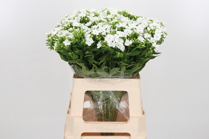 <h4>Phlox P Whitecap</h4>