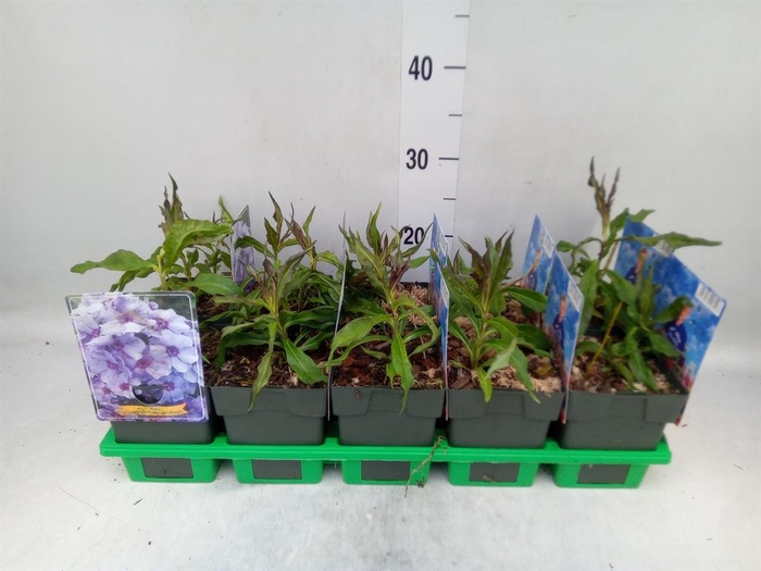 <h4>Phlox panic.   ...</h4>