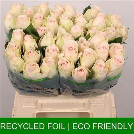 <h4>R Gr High & Bridal</h4>