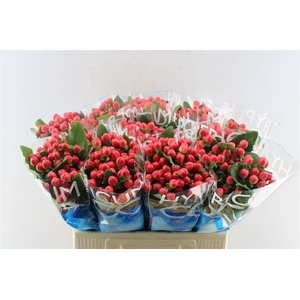 Hyp Coco Tango Red