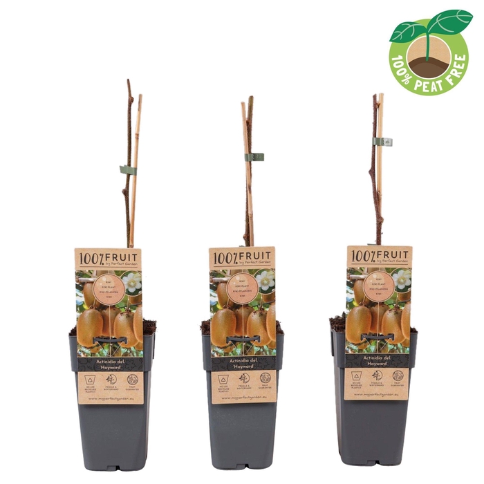 <h4>Actinidia Deliciosa Hayward</h4>