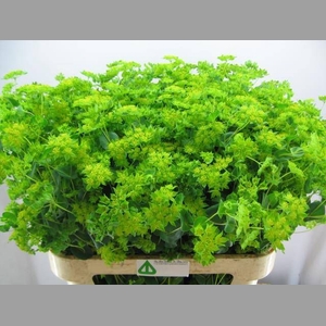 BUPLEURUM ROTUNDIFOL