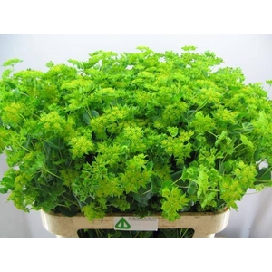 BUPLEURUM ROTUNDIFOL