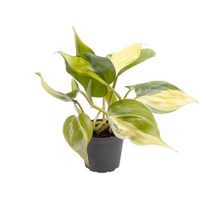 Philodendron Scandens Brazil 6Ø 12cm