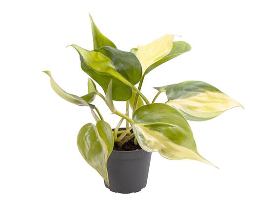 Philodendron Scandens Brazil 6Ø 12cm